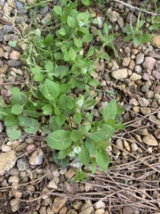 Stellaria media