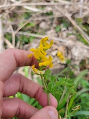 Corydalis curvisiliqua