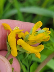 Corydalis curvisiliqua