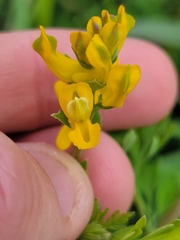 Corydalis curvisiliqua