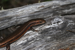 Pseudemoia cryodroma