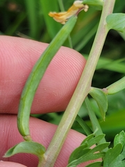 Corydalis curvisiliqua