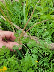 Corydalis curvisiliqua