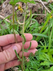 Corydalis curvisiliqua