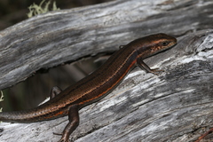 Pseudemoia cryodroma