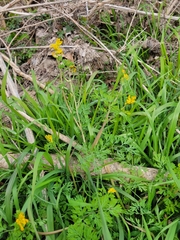 Corydalis curvisiliqua