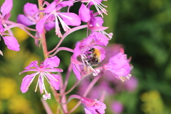 Bombus