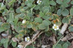 Phragmidium fragariae