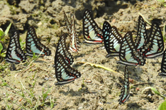 Graphium eurypylus