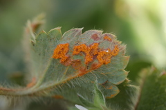 Phragmidium fragariae