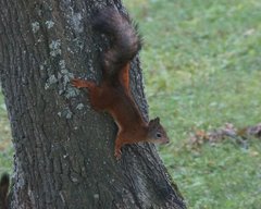 Sciurus vulgaris