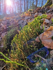 Polytrichum formosum