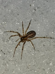 Stemonyphantes lineatus