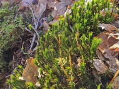 Polytrichum formosum