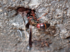 Euodynerus apopkensis