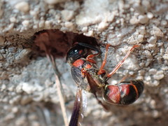 Euodynerus apopkensis