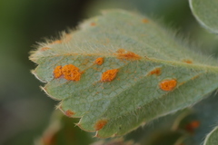 Phragmidium fragariae