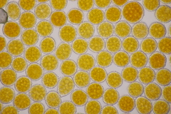 Phragmidium fragariae