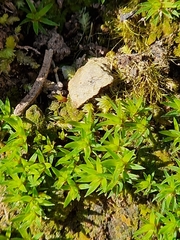 Bryophyta