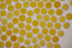 Phragmidium fragariae