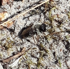 Andrena vaga
