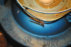 Galepsus