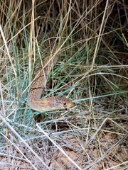Pygopus schraderi