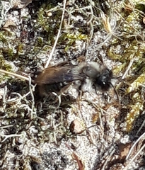 Andrena vaga