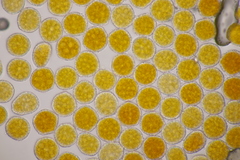 Phragmidium fragariae