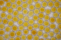 Phragmidium fragariae