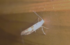 Argyresthia sorbiella