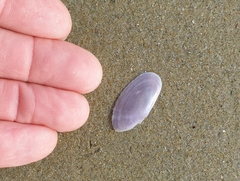 Hiatula