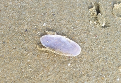 Hiatula