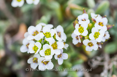 Lobularia maritima maritima