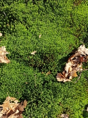 Polytrichum formosum