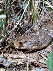 Pygopus schraderi