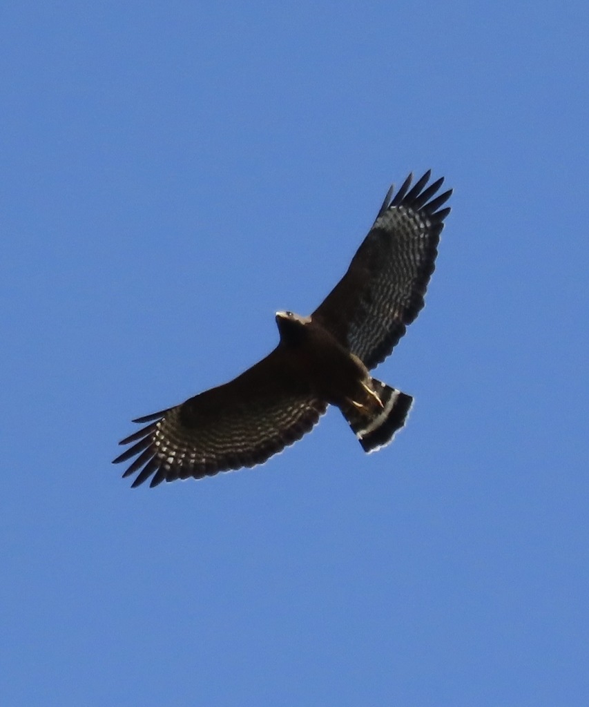 Common Black Hawk