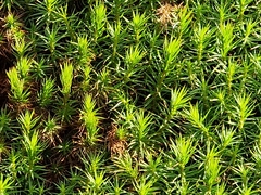 Polytrichum formosum