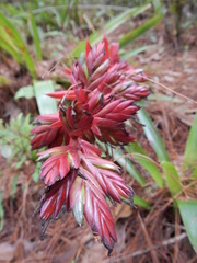 Tillandsia guatemalensis
