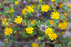 Pulicaria microcephala