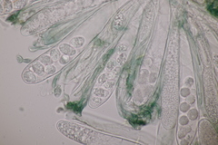 Mniaecia jungermanniae