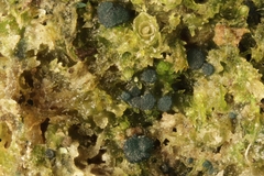 Mniaecia jungermanniae