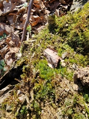 Bryophyta