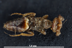 Melittobia acasta