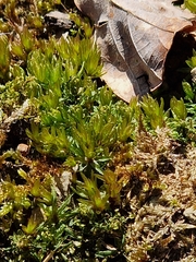 Bryophyta