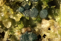 Mniaecia jungermanniae