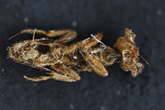 Melittobia acasta