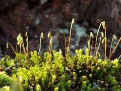 Ptychostomum capillare
