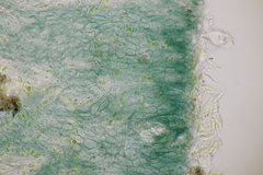 Mniaecia jungermanniae