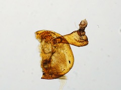 Melittobia acasta